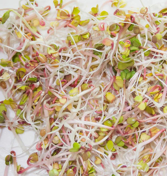 Radish Certified Organic