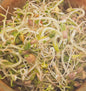 Salad Mix Certified Organic