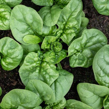 Spinach, Bloomsdale (organic)