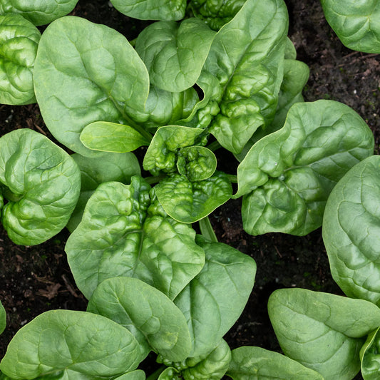 Spinach, Bloomsdale (organic)