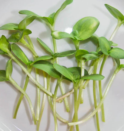 Microgreen Sunflower Certified Organic