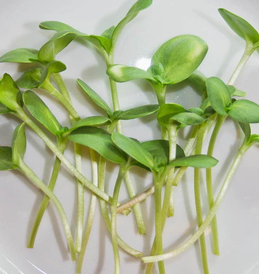 Microgreen Sunflower Certified Organic