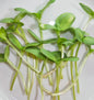 Microgreen Sunflower Certified Organic