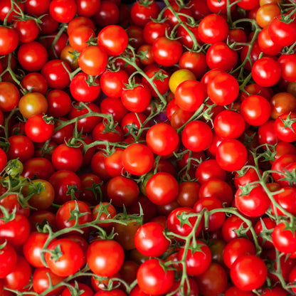 Tomato, Farthest North (organic)
