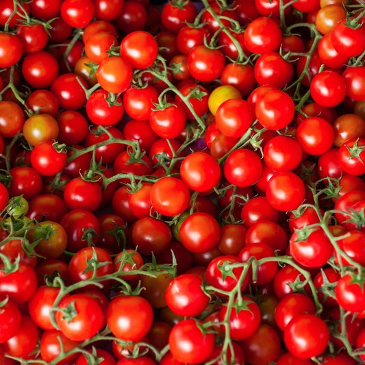 Tomato, Farthest North (organic)