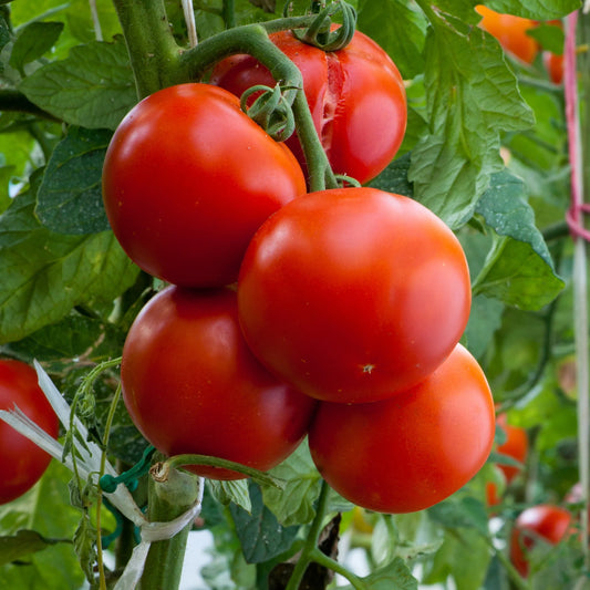 Tomato, Sioux (organic)
