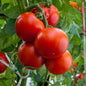 Tomato, Sioux (organic)