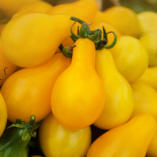 Tomato, Yellow Pear