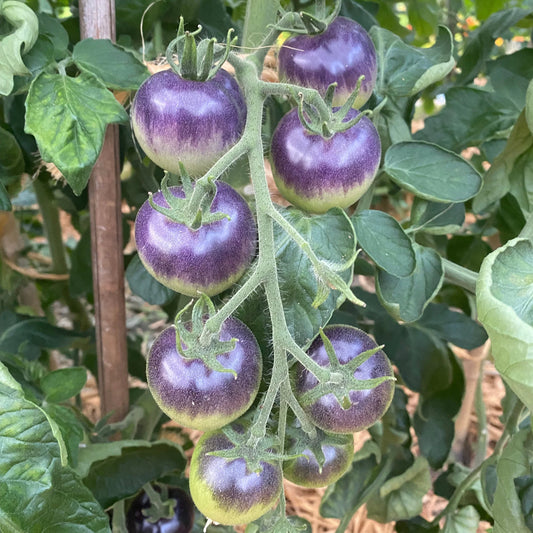 Tomato Blueberry