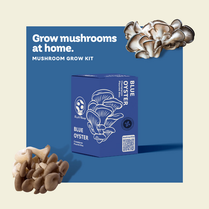 Blue Oyster Mushroom Kit