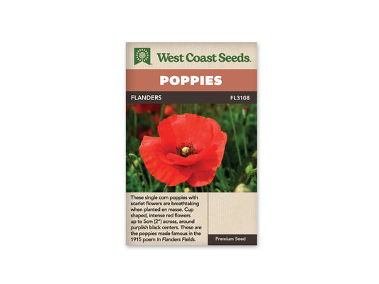 Poppies - Flanders Poppy