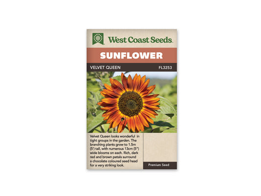 Sunflowers - Velvet Queen