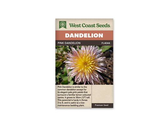 Dandelion - Pink Dandelion