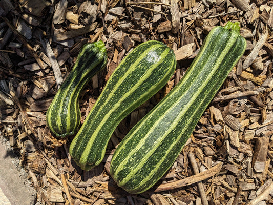 Zucchini Costata Romanesco