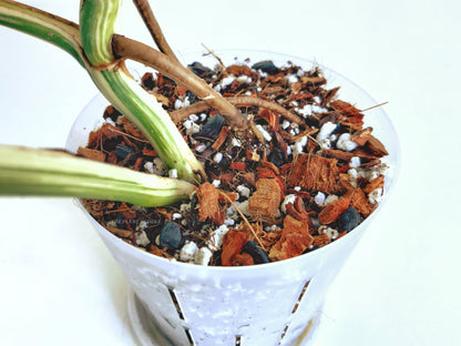 Aroid Potting Mix - Chunky and Soilless, Ready To Use