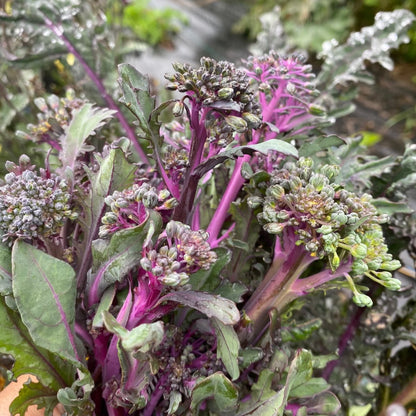 Broccoli Purple Peacock
