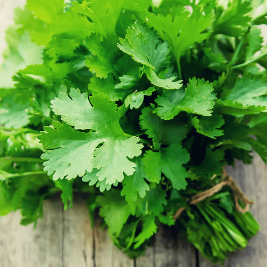 Cilantro, Slow Bolt