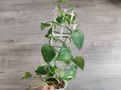 Fence Lattice Plant Trellis - Super Clear Acrylic