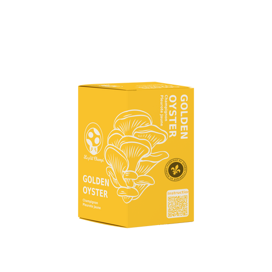 Golden Oyster Mushroom Kit
