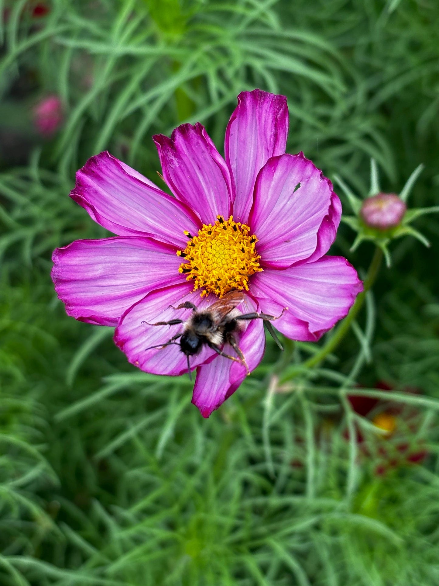 Spring Garden Starter Kit - Bloom & Grow with Cosmo Seeds, Apron, Gloves & Tools - Canadian Wildflowers