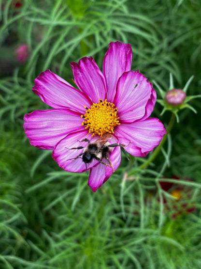 Spring Garden Starter Kit - Bloom & Grow with Cosmo Seeds, Apron, Gloves & Tools - Canadian Wildflowers