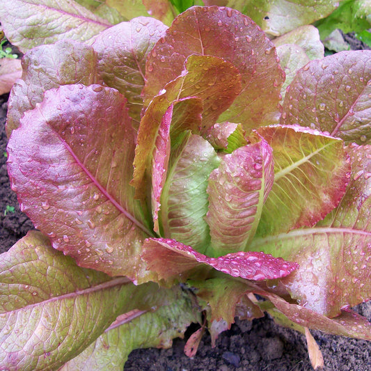 Lettuce, Rouge d'Hiver