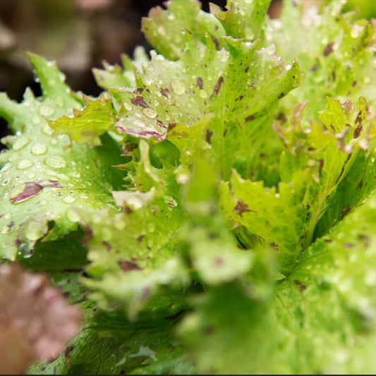 Lettuce, Jester