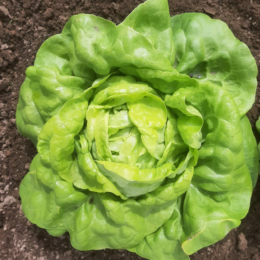 Lettuce Kweik