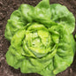 Lettuce Kweik