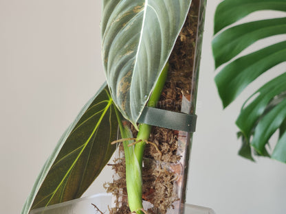 Front Opening Moss Pole - Clear Durable Plastic