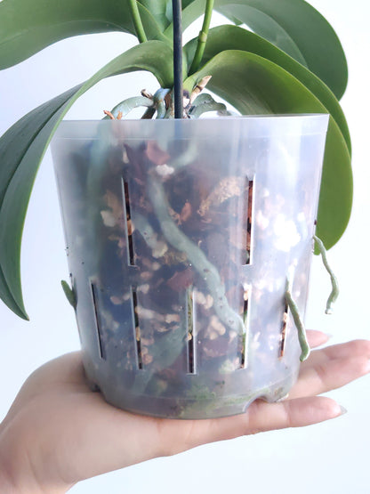 Orchid Potting Mix - A General Mix For Phalaenopsis Orchids