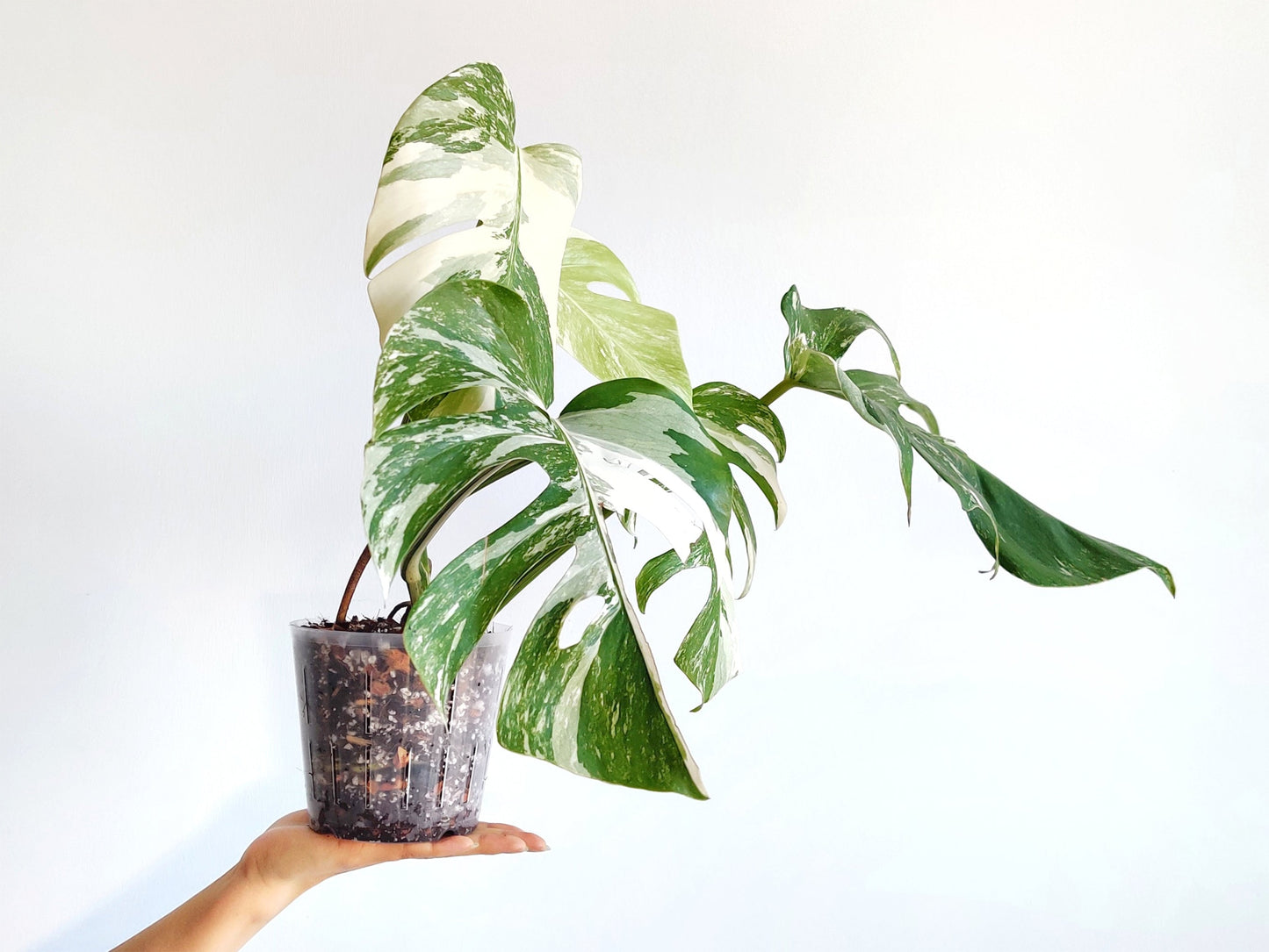 Aroid Potting Mix - Chunky and Soilless, Ready To Use