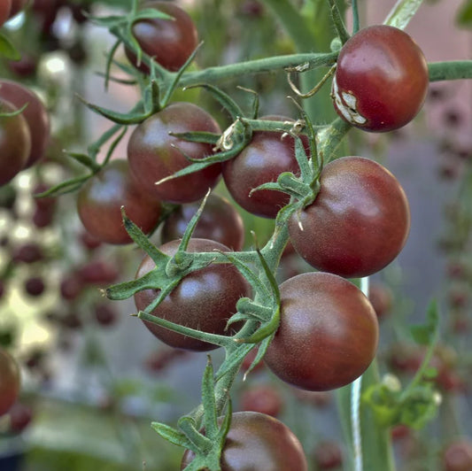 Tomato, Chocolate Cherry (organic)