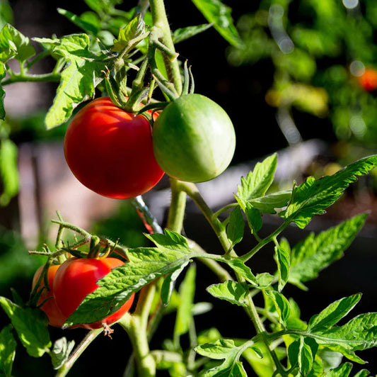 Tomato, Rose de Berne