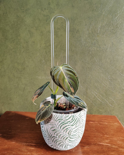 U-Shaped Trellis - Super Clear, Removeable Anchors