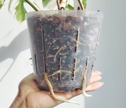 Aroid Potting Mix - Chunky and Soilless, Ready To Use